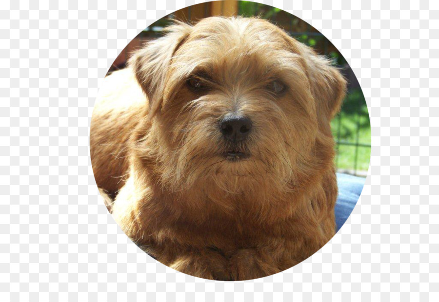 Norwich Terrier，Norfolk Terrier PNG