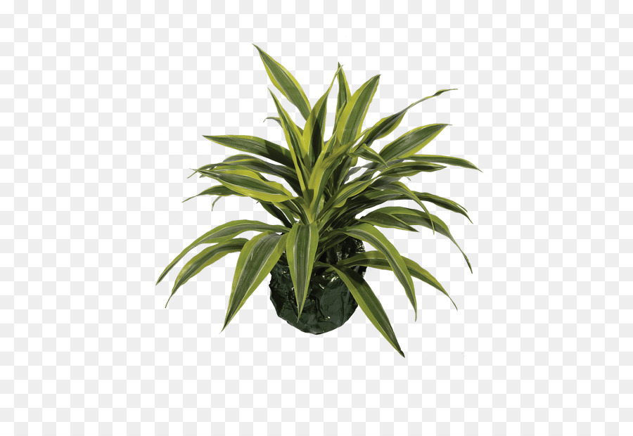 Lirio De La Paz，Planta PNG