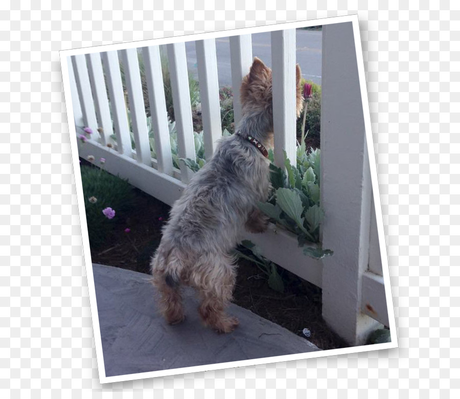 Cairn Terrier，Gleno PNG