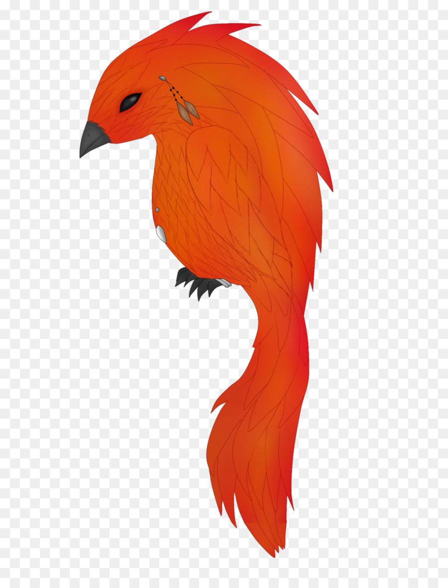 Loro，Aves PNG