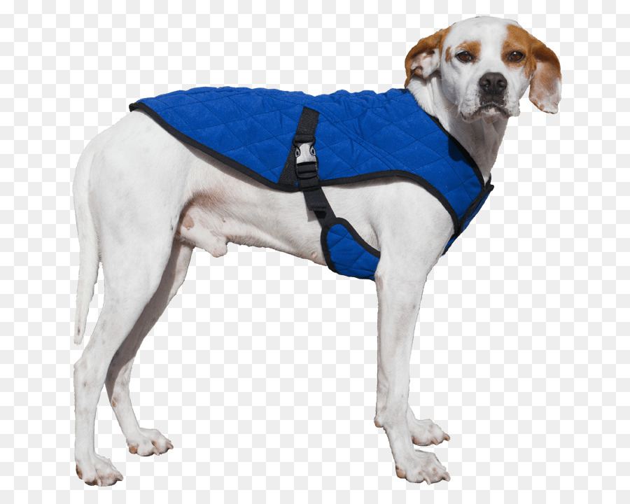 Perro，Chaqueta PNG