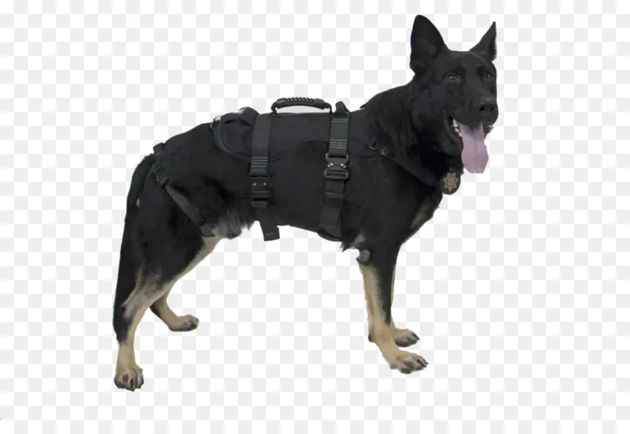 Perro Arnés，Perro De Policía PNG