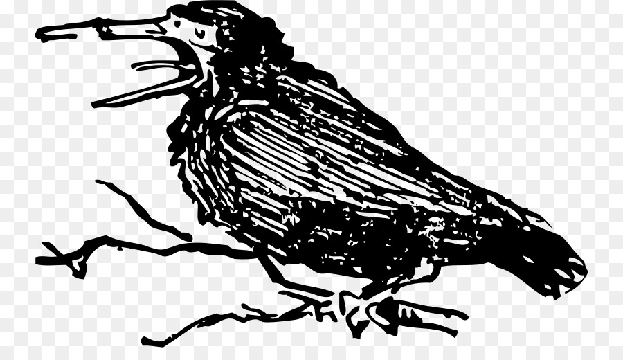 Pájaro Negro，Plumas PNG