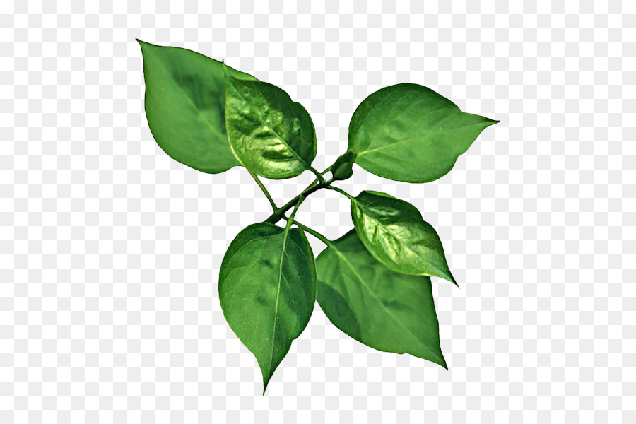 Hoja，Árbol PNG