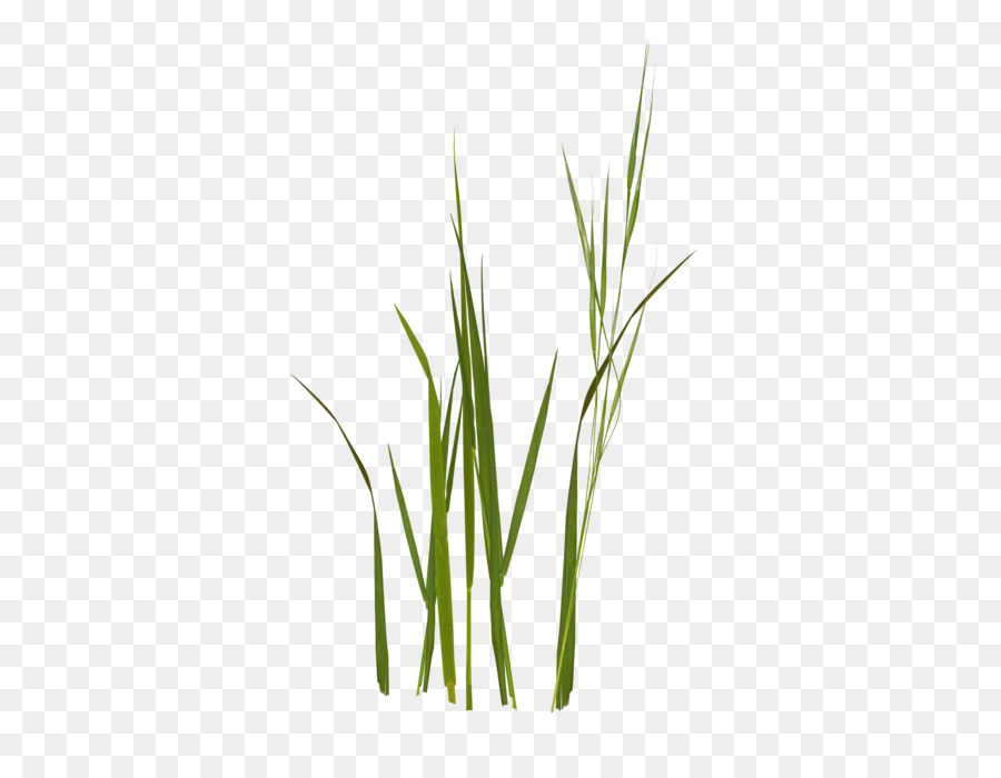 Hierba Dulce，Wheatgrass PNG