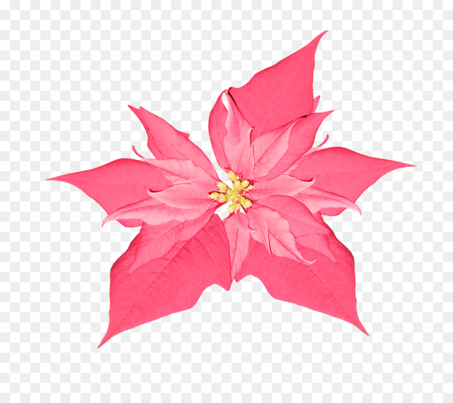 Rosa，Flor PNG