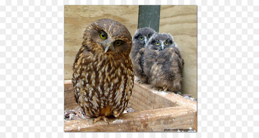 Lechuza，Morepork PNG