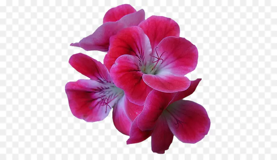 Flor，Blog PNG