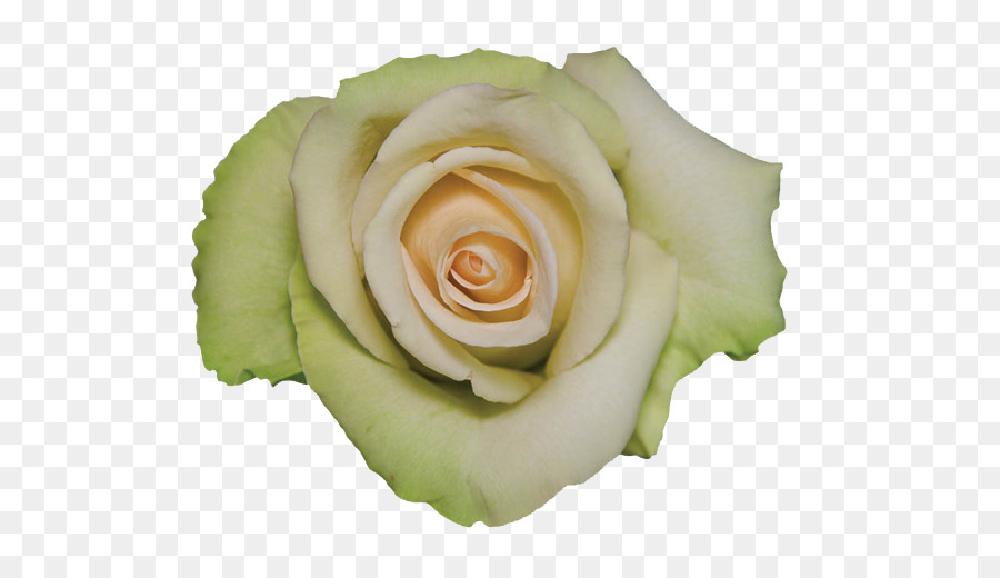 Rosa Blanca，Floración PNG