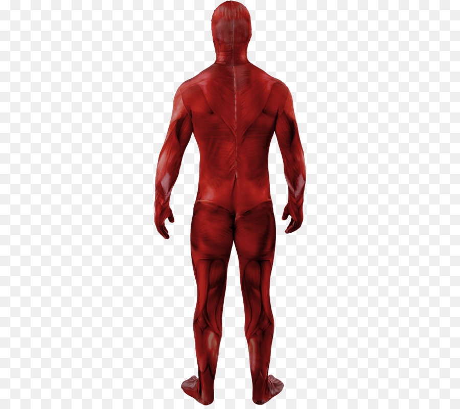 Anatomía Del Cuerpo Humano，Anatomía PNG