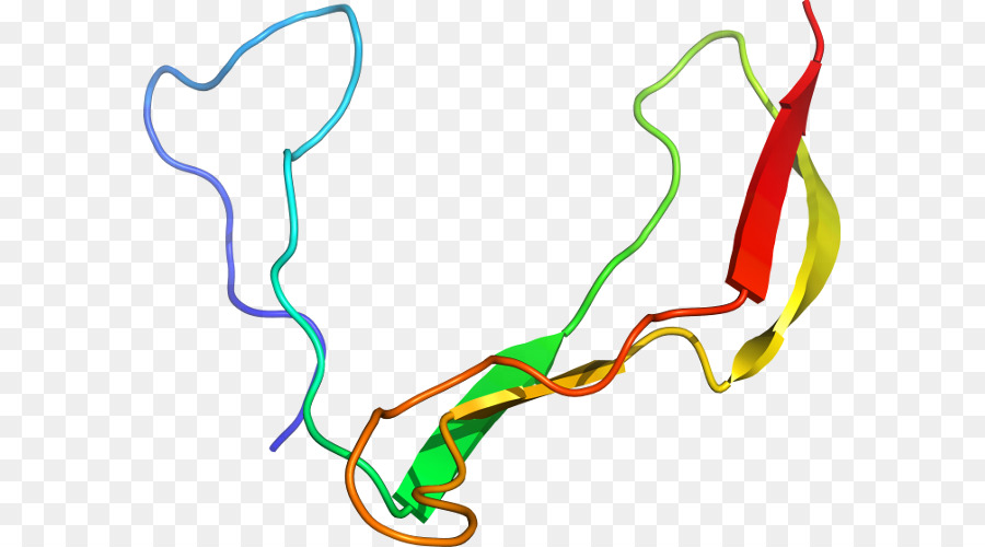 Estructura De La Proteína，Molécula PNG