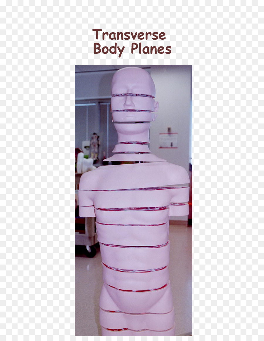 Planos Transversales Del Cuerpo，Cuerpo PNG