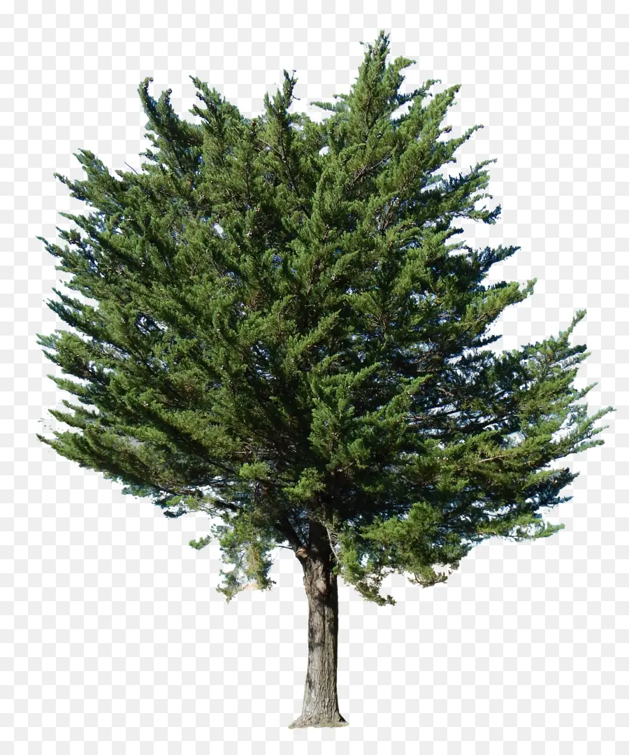 árbol Verde，Naturaleza PNG