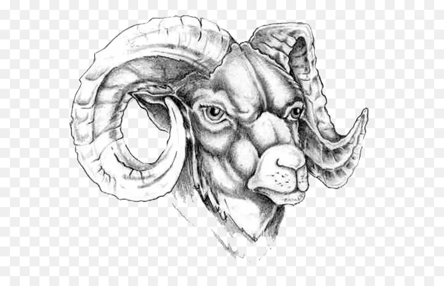 Ram，Animal PNG