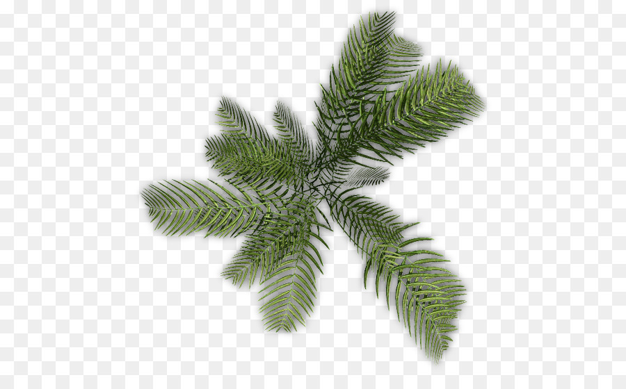 Planta，Helecho PNG