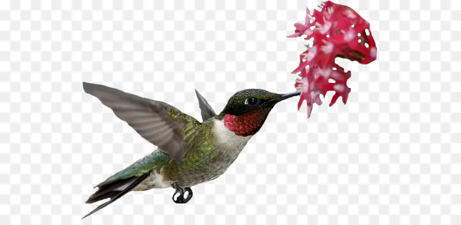 Colibrí，Pájaro PNG