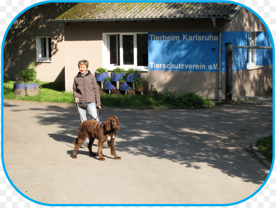 Perro，La Sociedad Protectora De Animales De Karlsruhe U Ev PNG