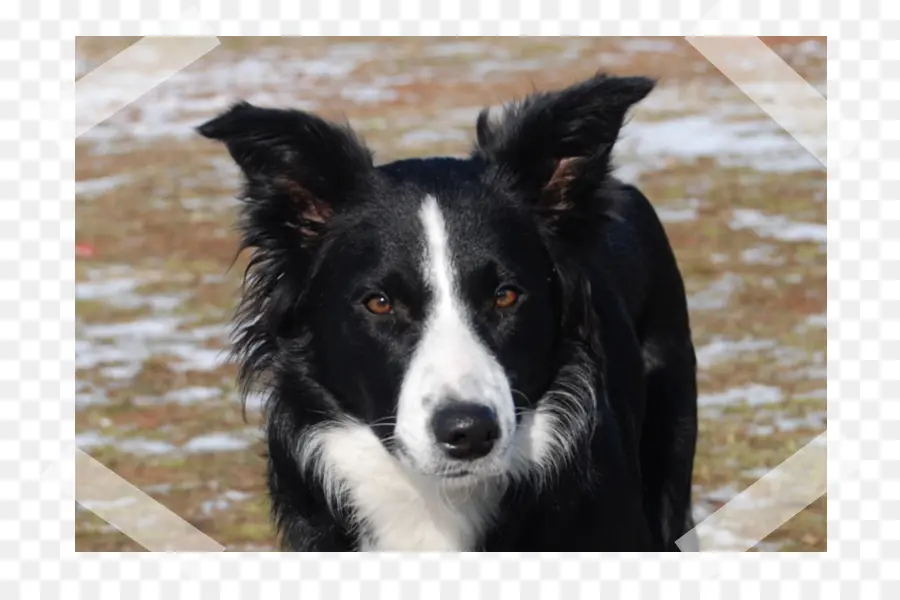 Border Collie，Perro Mcnab PNG