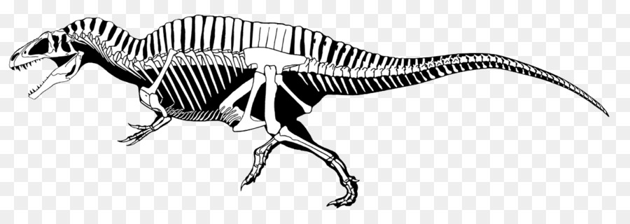 Carnotaurus，Acrocanthosaurus PNG