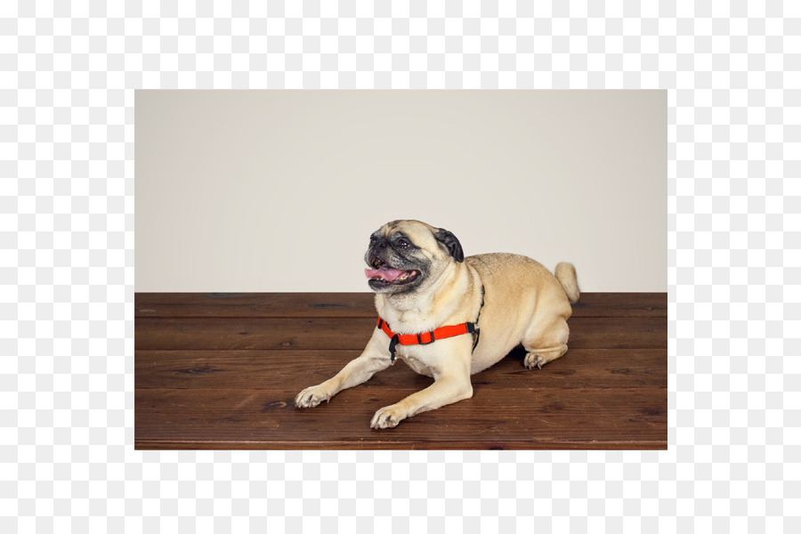 Doguillo，Cachorro PNG