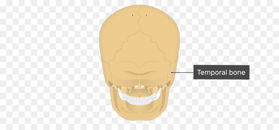 Hueso Temporal，Cráneo PNG