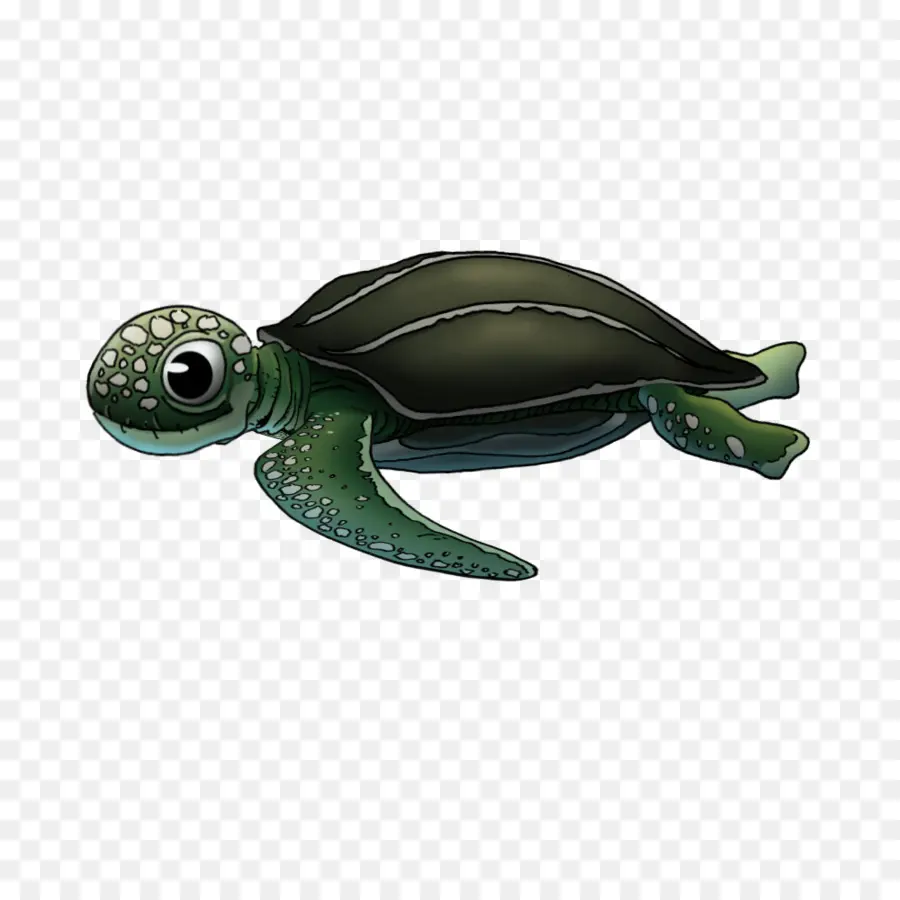 Tortuga De Mar，Tortuga PNG