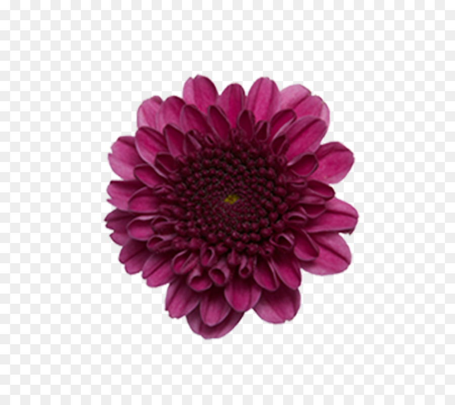 Transvaal Daisy，Crisantemo Grandiflorum PNG