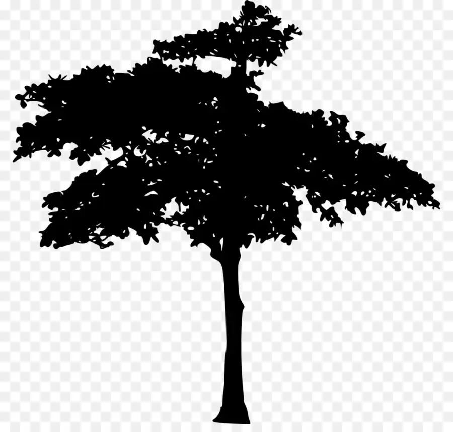 Silueta De Arbol，Negro PNG