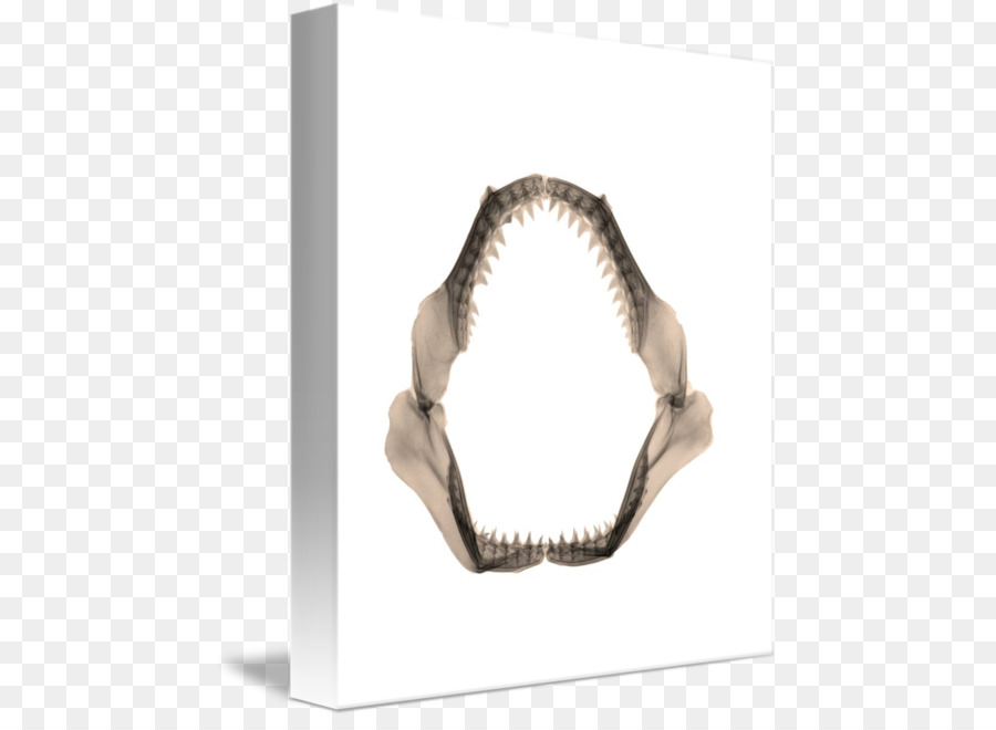 Mandíbula，Anillo PNG