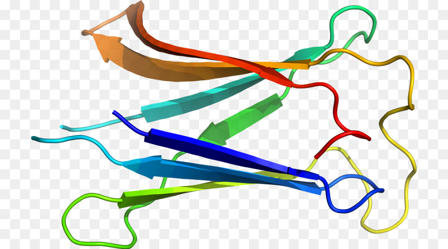 Estructura De La Proteína，Biología PNG