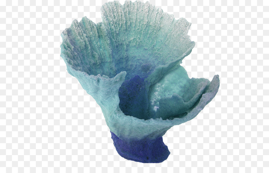 Coral，Dibujo PNG