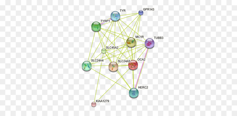 Proteinprotein Interacción，La Interacción PNG