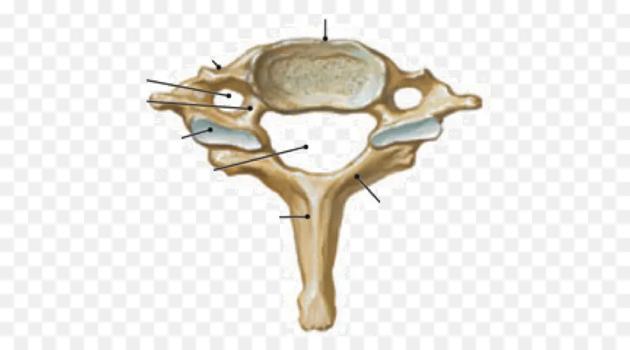 Vertebra Cervical，La Columna Vertebral PNG