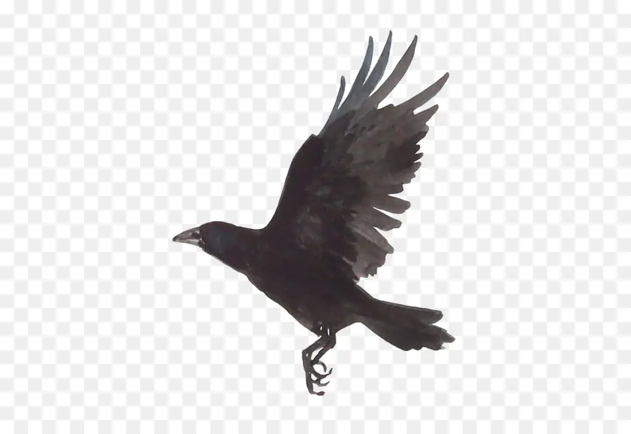 Pájaro Negro，Vuelo PNG