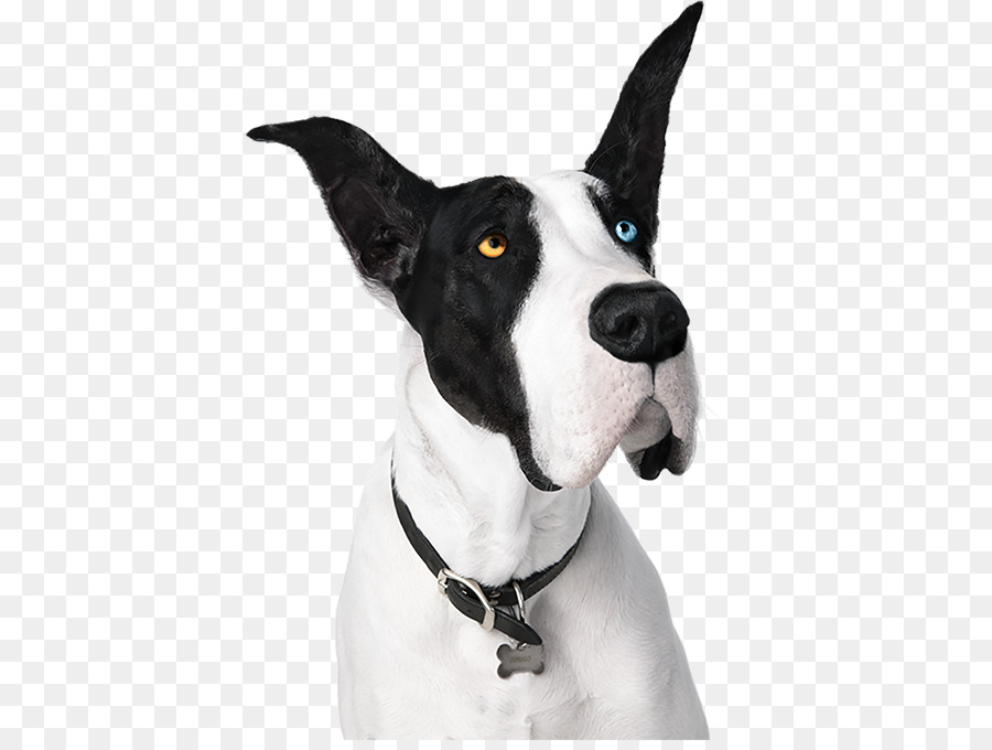 Gran Danés，Inglés Antiguo Terrier PNG