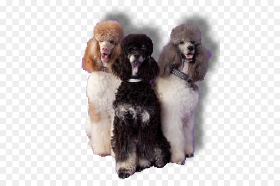 Poodle Estándar，En Miniatura Caniche PNG