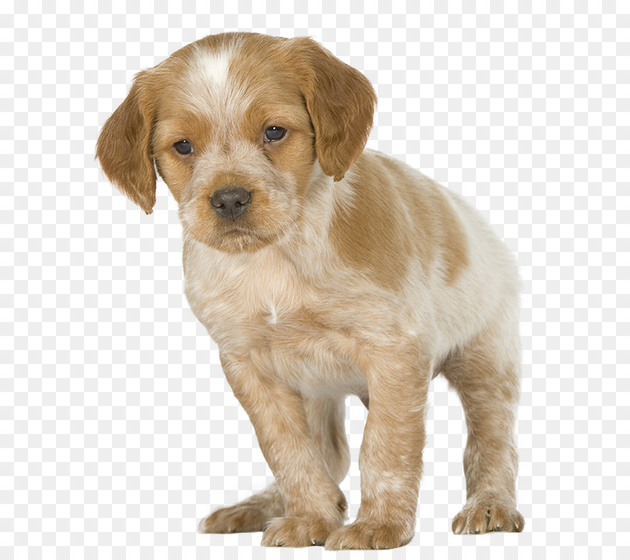 Cachorro Marrón，Perro PNG