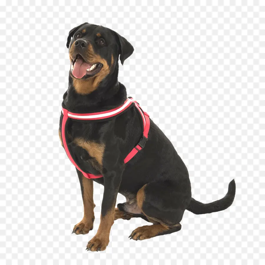 Rottweiler，Cachorro PNG