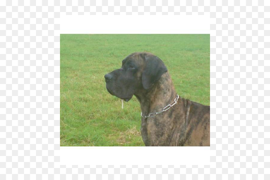 Raza De Perro，Plott Hound PNG