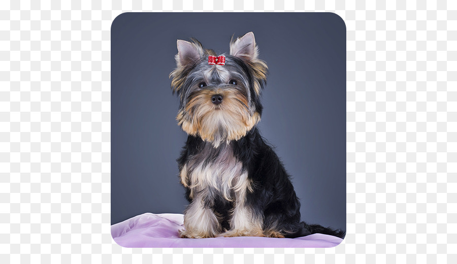 Terrier De Yorkshire，Mordisco PNG