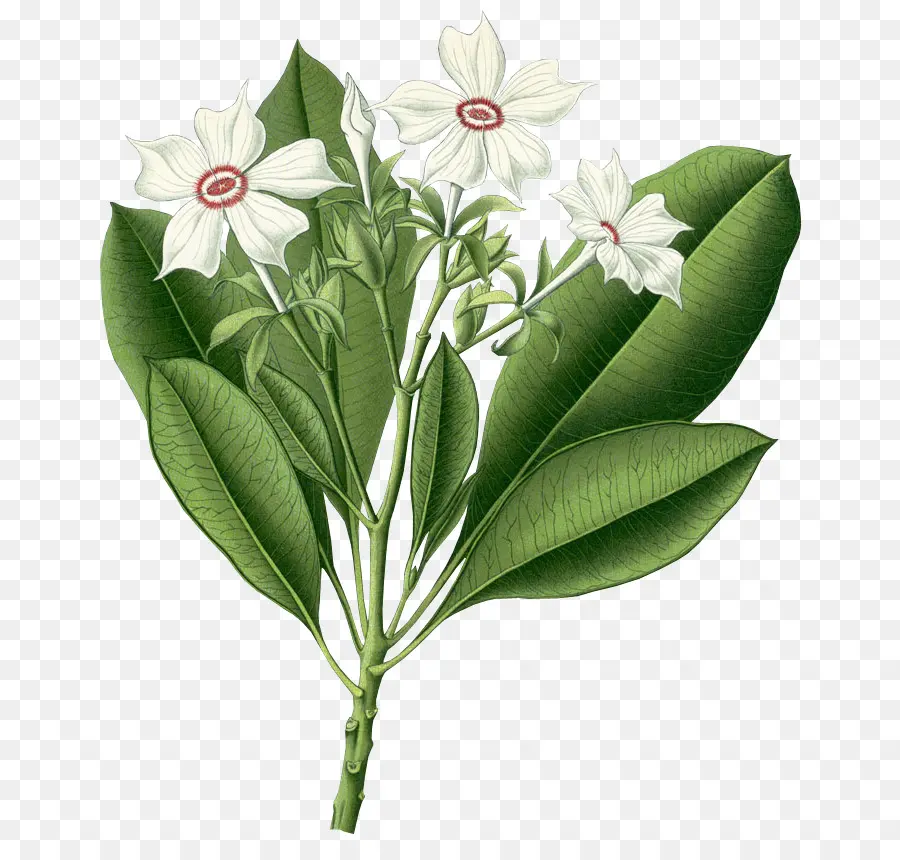 Flor，Hojas PNG