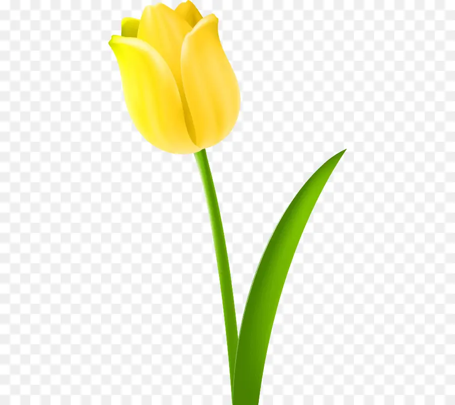 Tulipanes，Tulipán Amarillo PNG