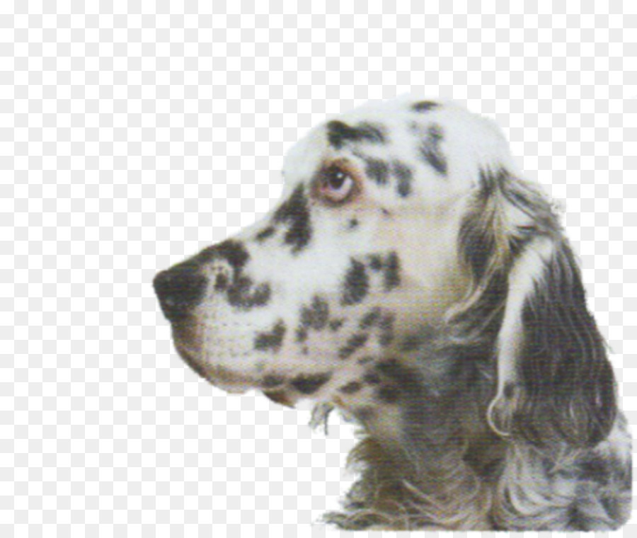 Setter Inglés，Ruso Spaniel PNG