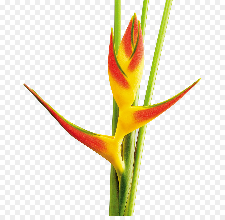 Flor De Heliconia，Tropical PNG