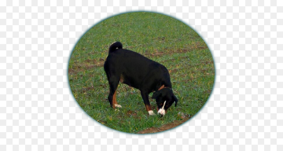 Entlebucher Perro De Montaña De Los，Gran Boyero Suizo PNG