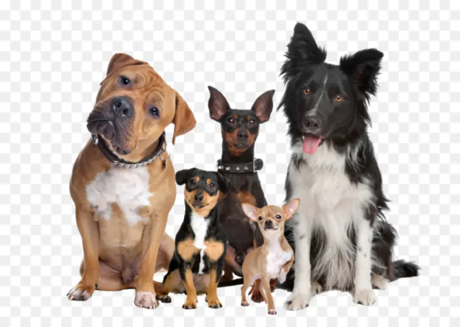 Perros，Mascotas PNG