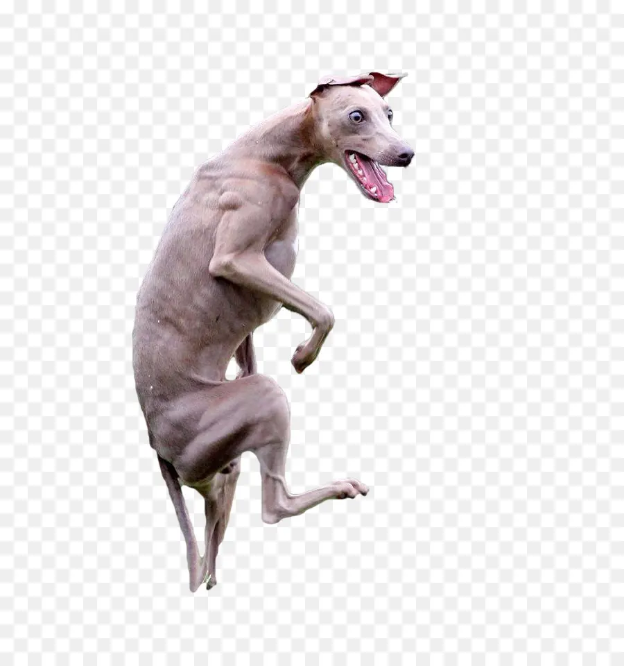 Perro Saltando，Mascota PNG