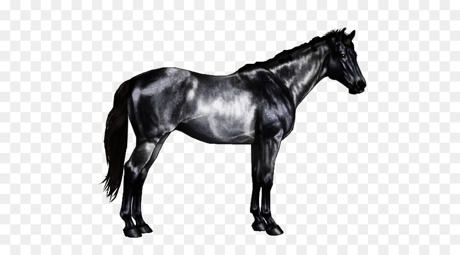 Caballo，Caballo Marcas PNG