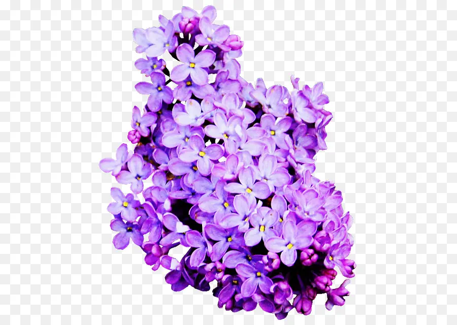 Flores Lilas Moradas，Floración PNG