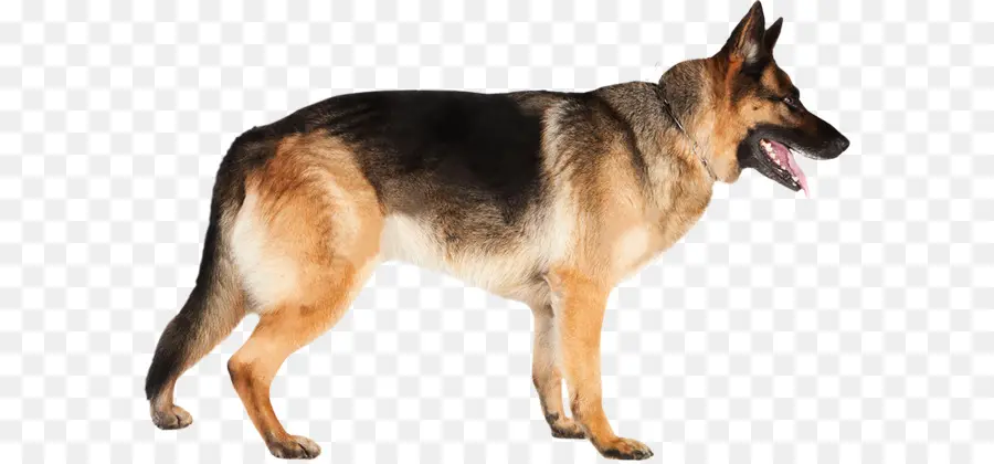 Lobo，Canino PNG